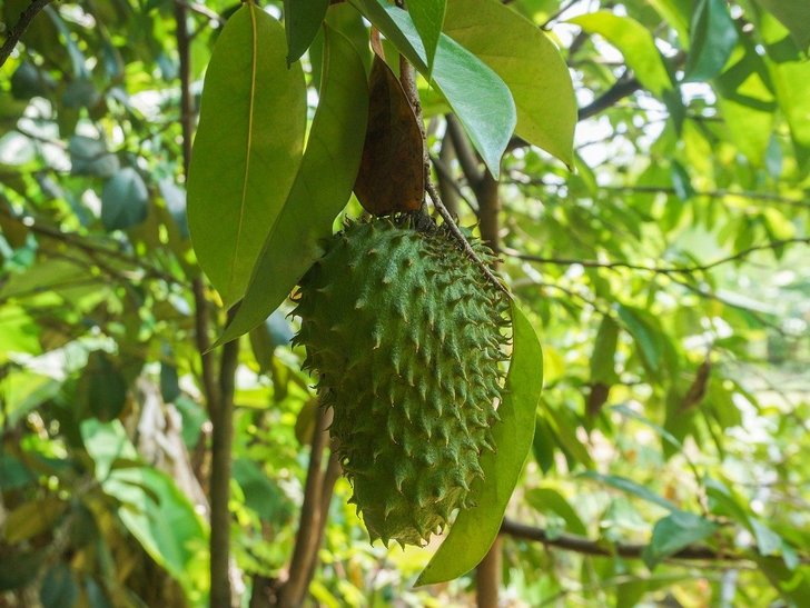 Cara Menghilangkan Ketombe - Daun Sirsak