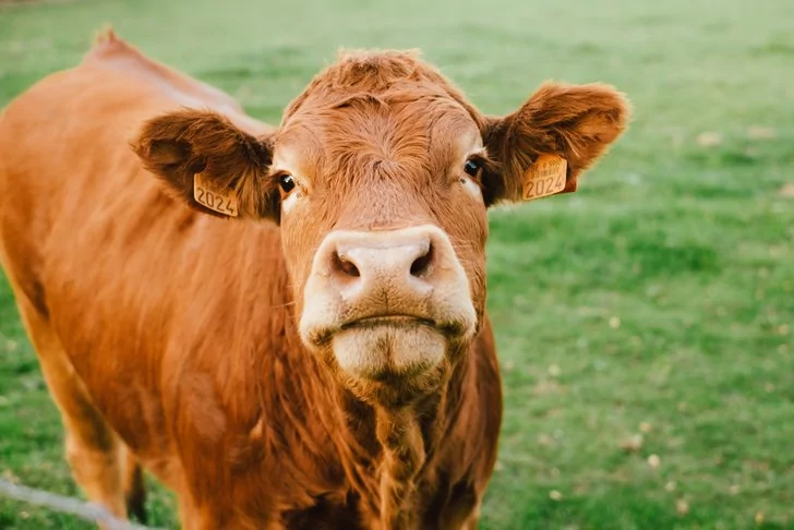 Peternakan sapi
