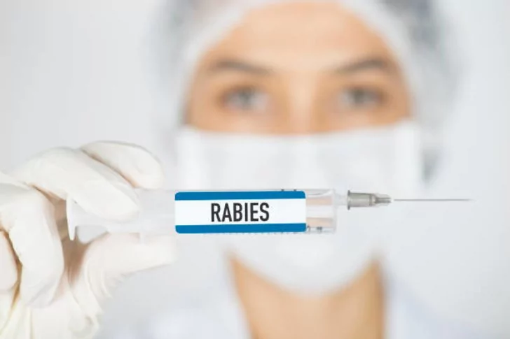 Virus Rabies