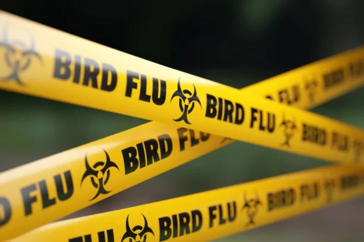 Flu Burung